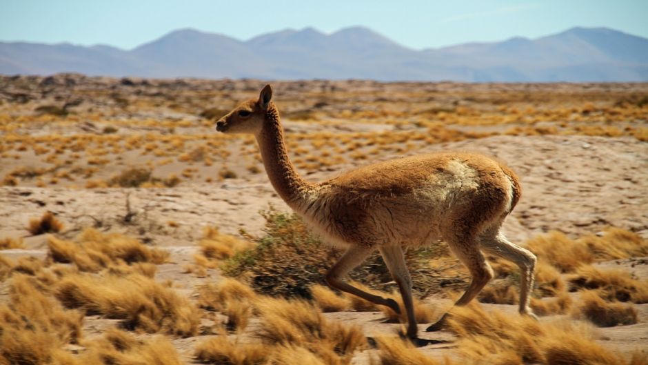 Guanaco, Guia de Fauna. RutaChile.   - ARGENTINA