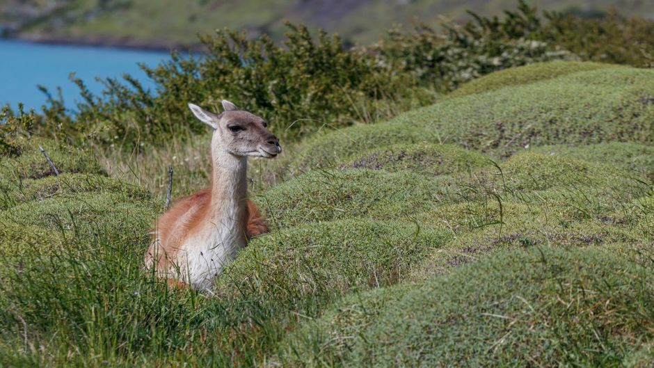 Guanaco, Guia de Fauna. RutaChile.   - 