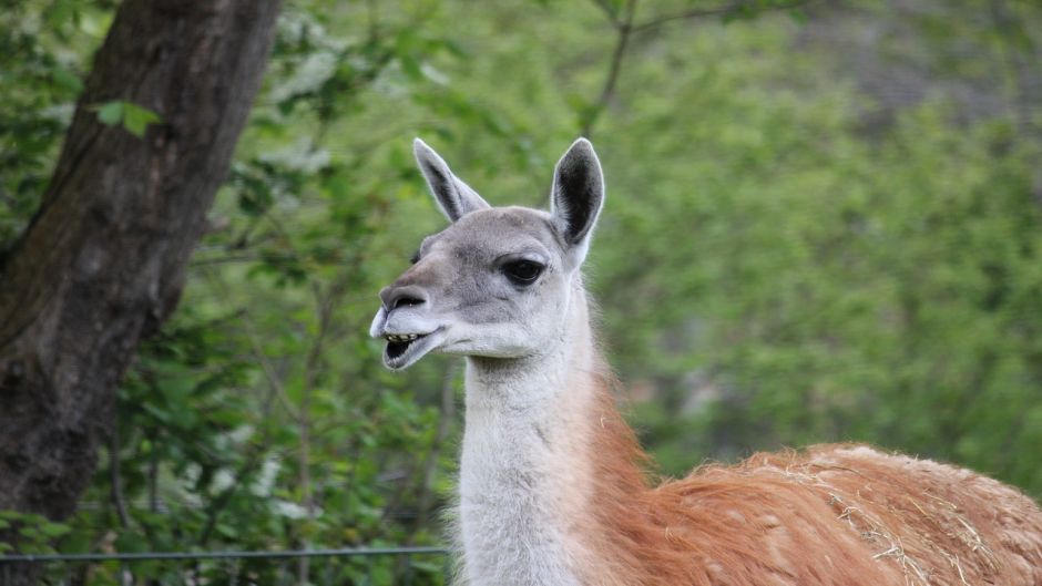 Guanaco, Guia de Fauna. RutaChile.   - BOLIVIA