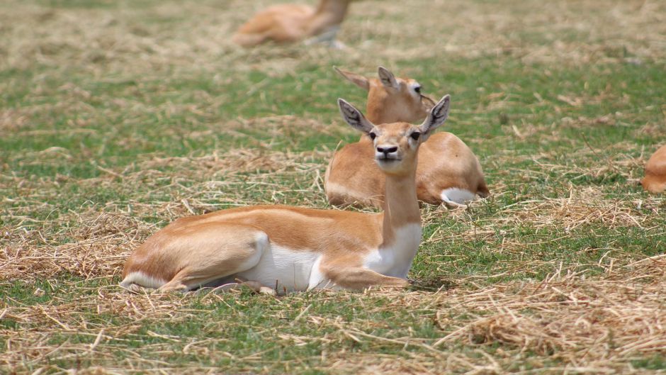 Guanaco, Guia de Fauna. RutaChile.   - PERU