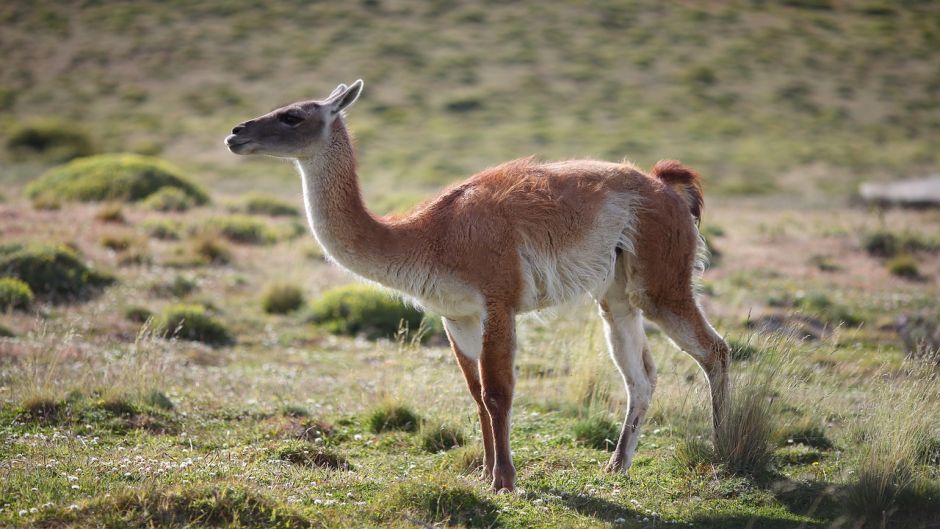 Guanaco, Guia de Fauna. RutaChile.   - CHILE