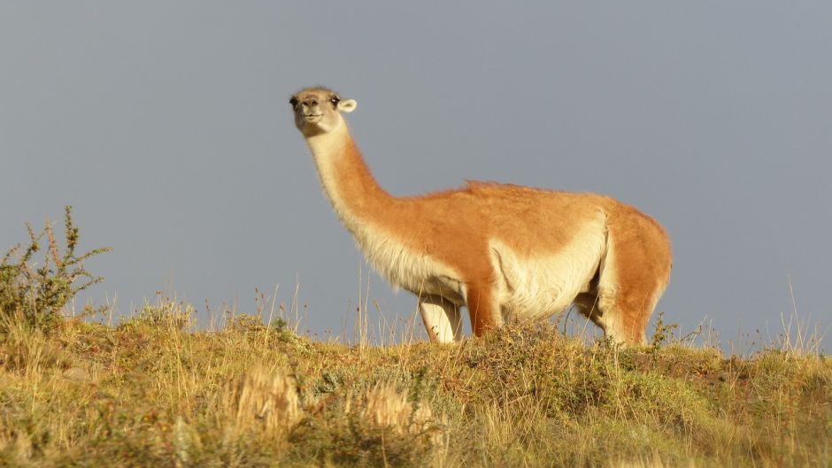 Guanaco, Guia de Fauna. RutaChile.   - ARGENTINA