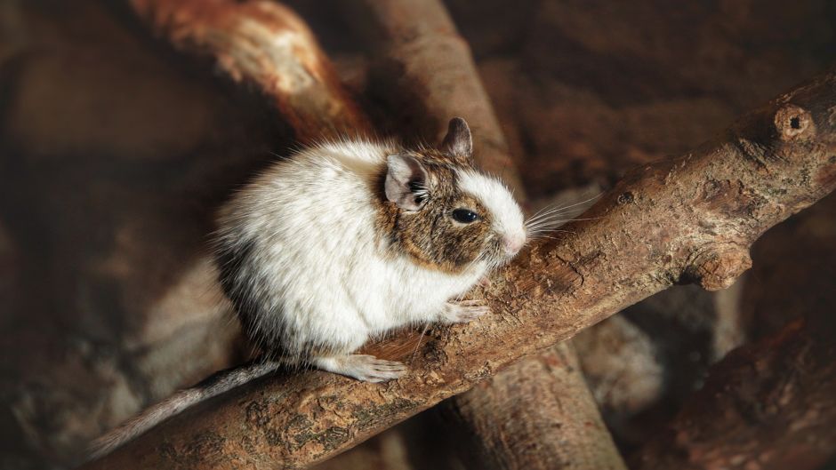 Degu, Guia de Fauna. RutaChile.   - CHILE