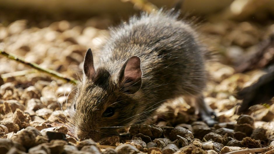 Degu, Guia de Fauna. RutaChile.   - CHILE