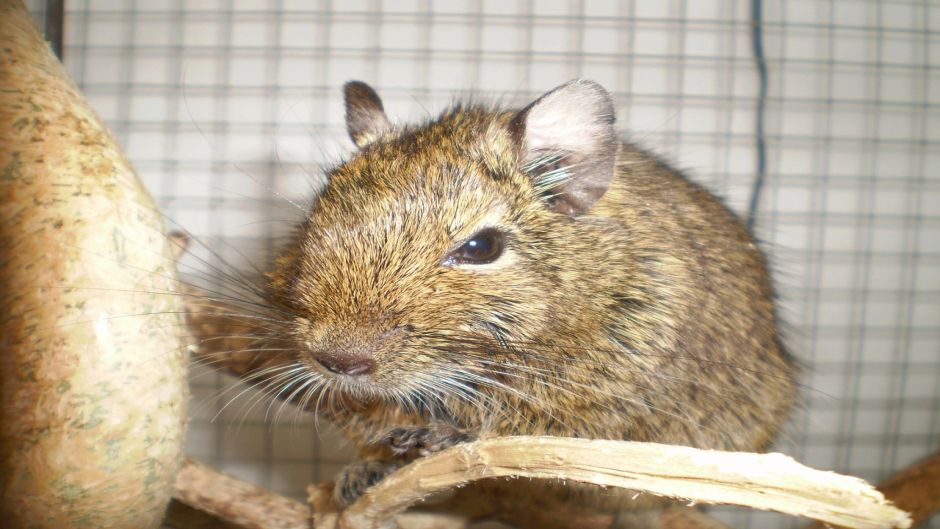 Degu, Guia de Fauna. RutaChile.   - 