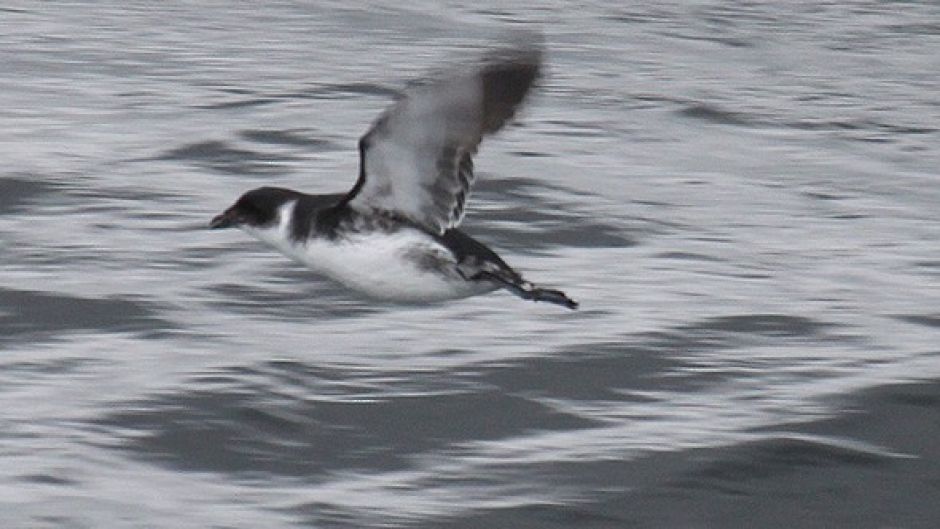 Yunco de Magallanes, Guia de Fauna. RutaChile.   - ARGENTINA