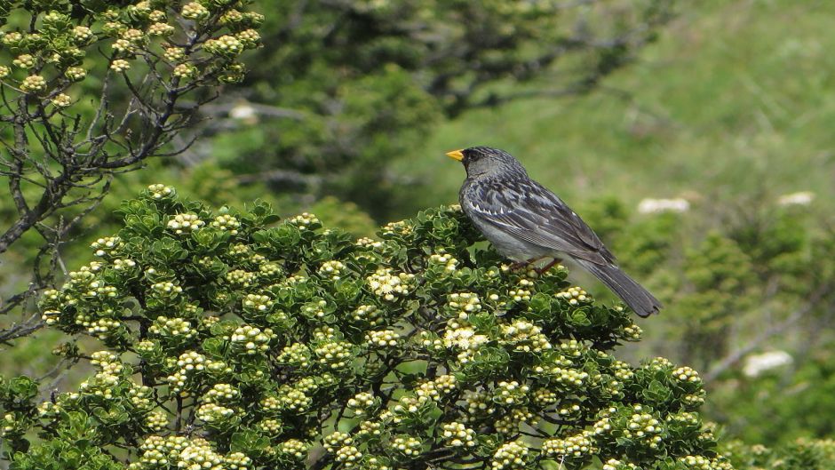 Yal, Guia de Fauna. RutaChile.   - COLOMBIA