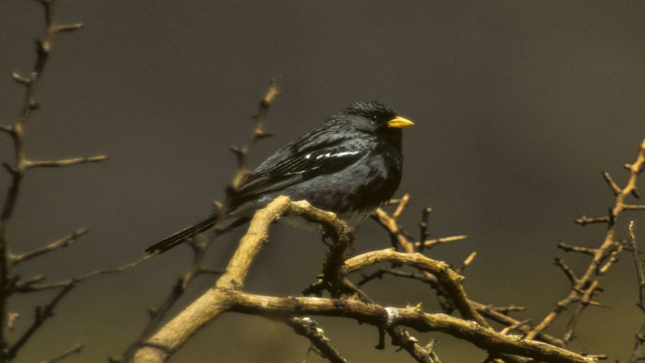 Yal, Guia de Fauna. RutaChile.   - COLOMBIA