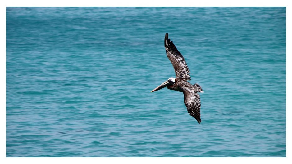 Pelícano peruano, Guia de Fauna. RutaChile.   - 