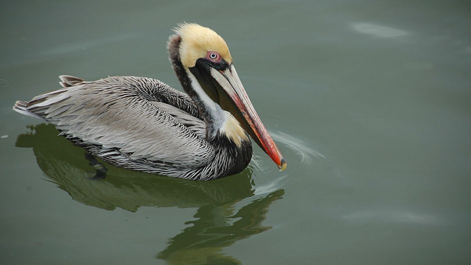 Pelícano peruano, Guia de Fauna. RutaChile.   - 