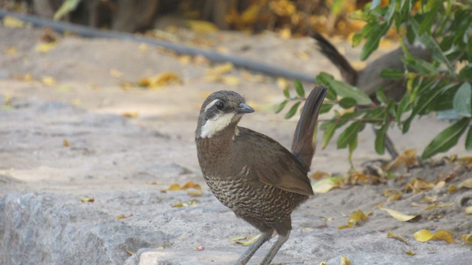 Turca, Guia de Aves de Chile.   - 