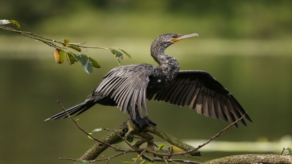 Pato yeco, Guia de Fauna. RutaChile.   - COSTA RICA