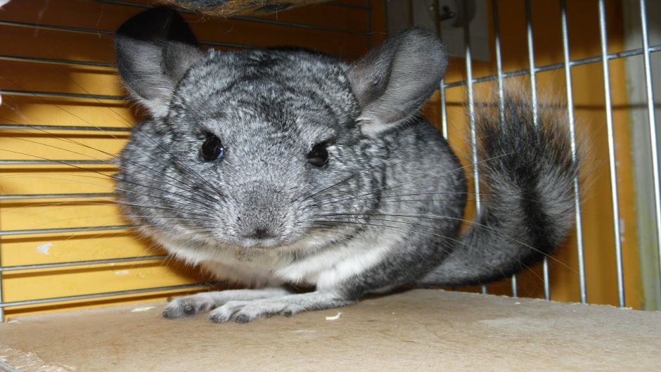 Chinchilla, Guia de Fauna. RutaChile.   - BOLIVIA