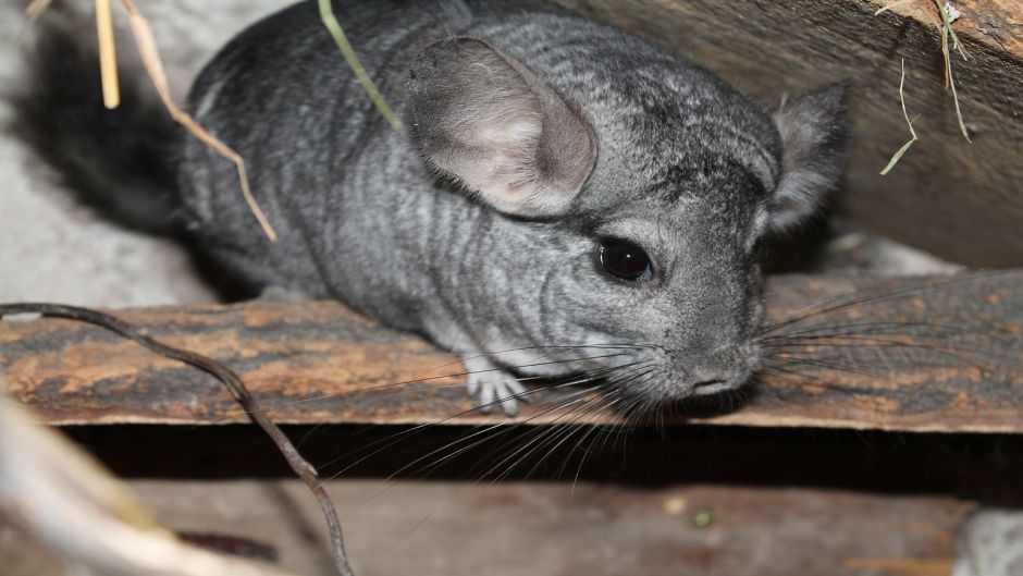 Chinchilla, Guia de Fauna. RutaChile.   - 