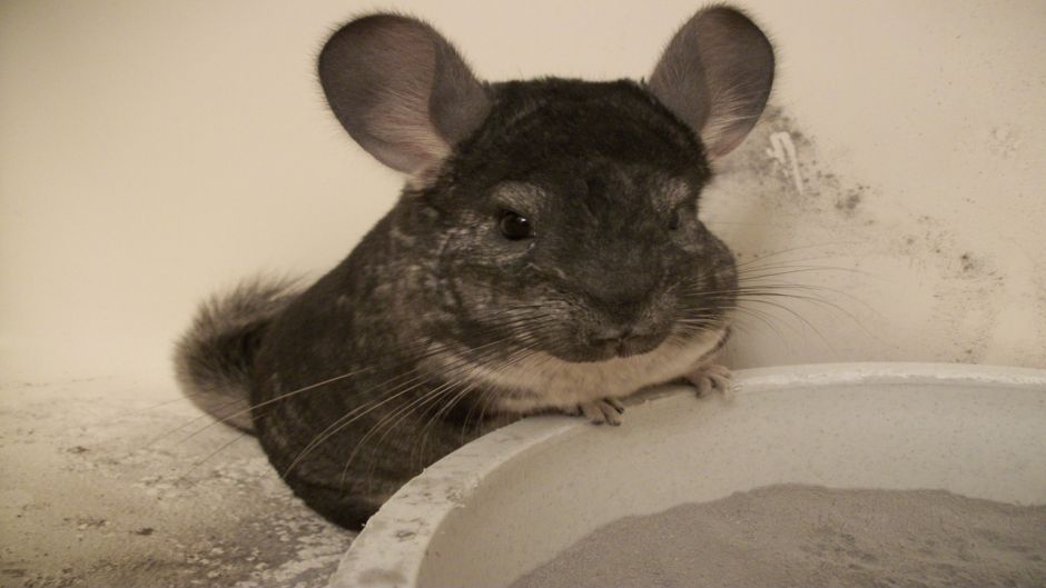 Chinchilla, Guia de Fauna. RutaChile.   - BOLIVIA