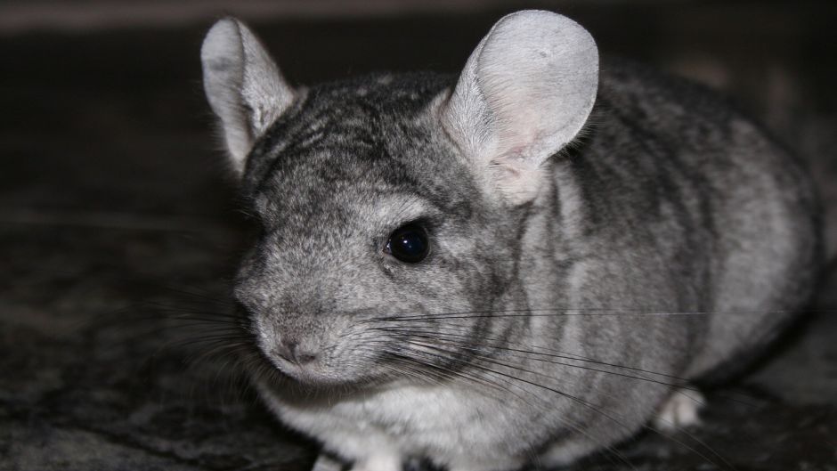 Chinchilla, Guia de Fauna. RutaChile.   - BOLIVIA