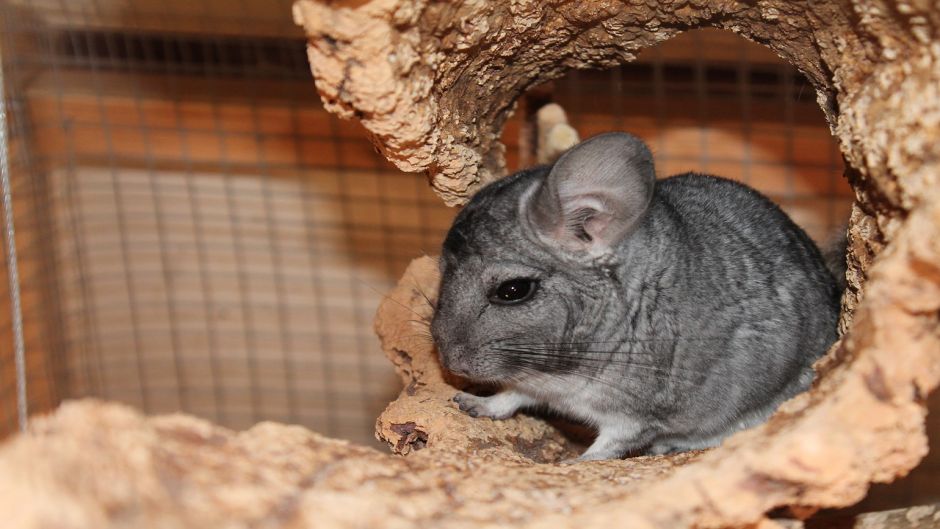 Chinchilla, Guia de Fauna. RutaChile.   - 