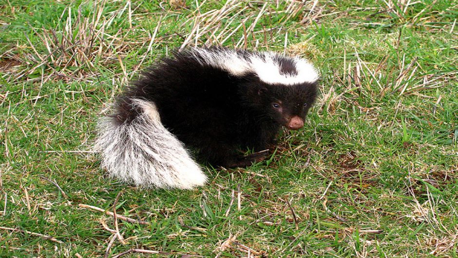 Chingue, Guia de Fauna. RutaChile.   - ARGENTINA