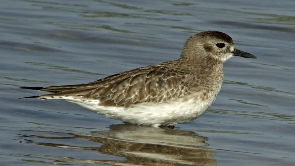 Informacion del Chorlo Artico, con plumas negras en el cuello, pech.   - ECUADOR