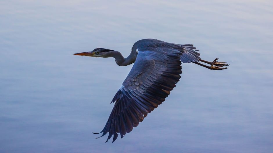 Informacion de la Garza Azul, a Garceta Azul (Egretta caerulea) se .   - VENEZUELA