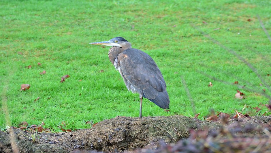 Informacion de la Garza Azul, a Garceta Azul (Egretta caerulea) se .   - PANAMA