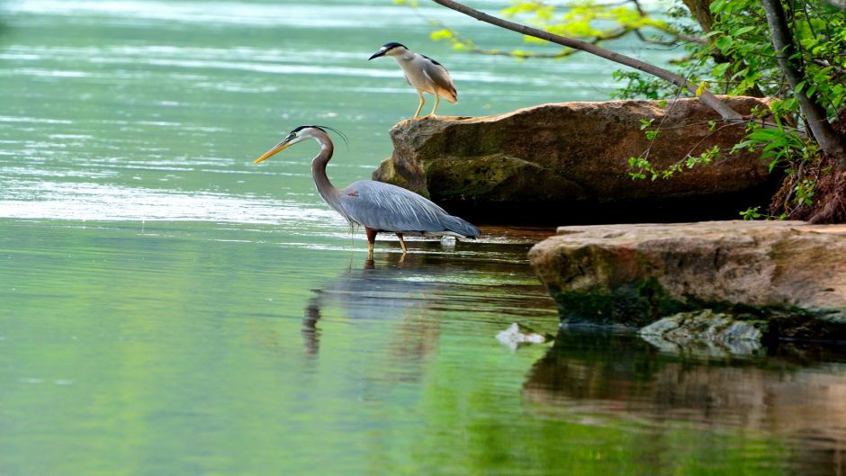 Informacion de la Garza Azul, a Garceta Azul (Egretta caerulea) se .   - VENEZUELA