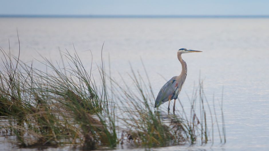 Informacion de la Garza Azul, a Garceta Azul (Egretta caerulea) se .   - PANAMA