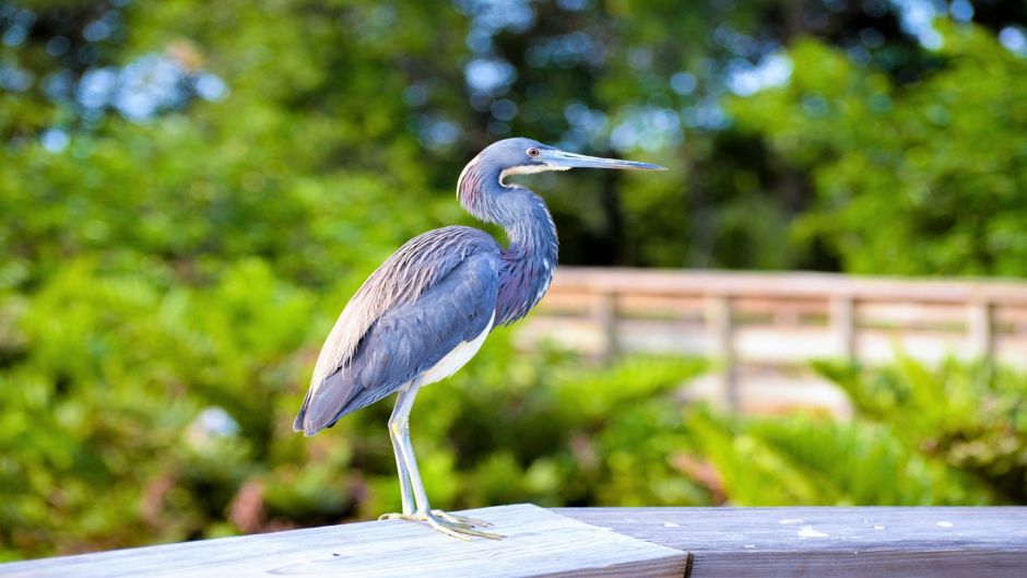 Informacion de la Garza Azul, a Garceta Azul (Egretta caerulea) se .   - VENEZUELA