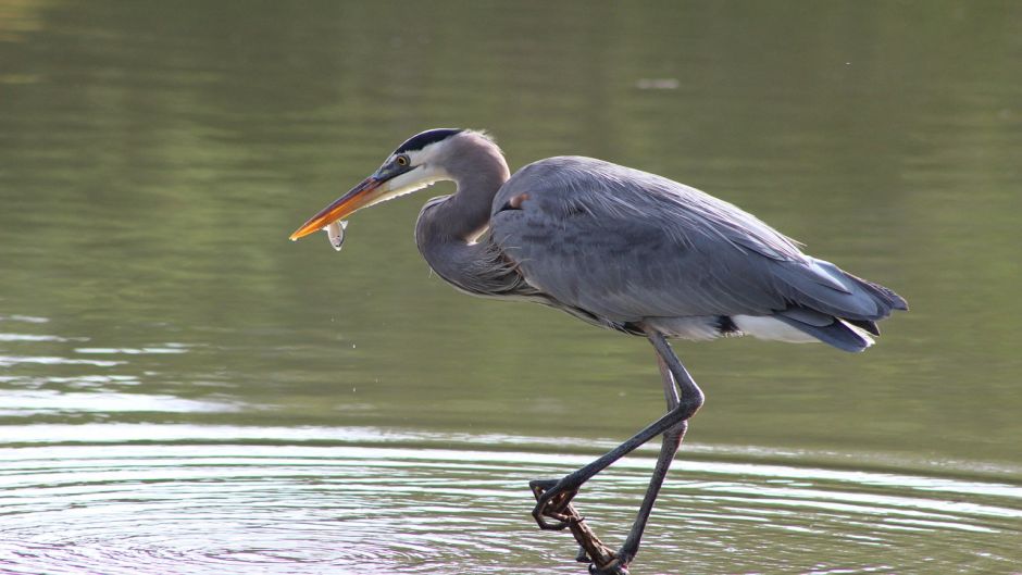 Informacion de la Garza Azul, a Garceta Azul (Egretta caerulea) se .   - COLOMBIA