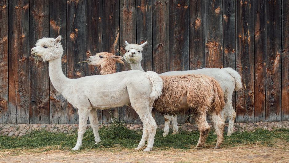 Alpaca, Guia de Fauna. RutaChile.   - CHILE