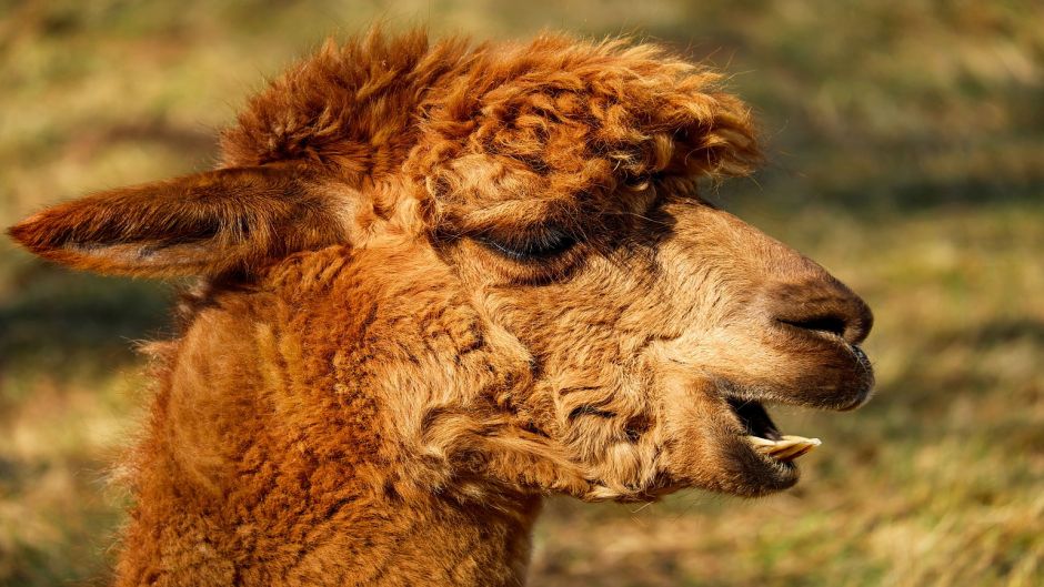 Alpaca, Guia de Fauna. RutaChile.   - 