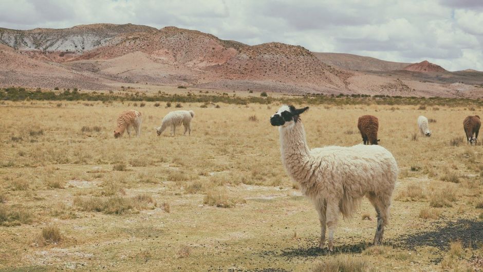 Alpaca, Guia de Fauna. RutaChile.   - ECUADOR