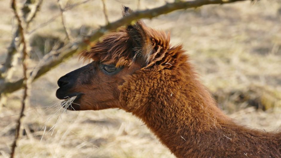 Alpaca, Guia de Fauna. RutaChile.   - ECUADOR