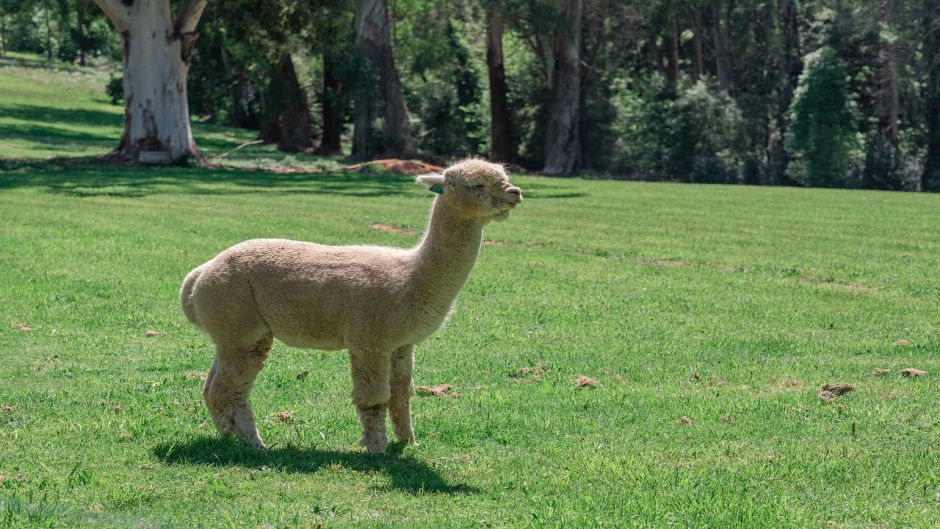 Alpaca, Guia de Fauna. RutaChile.   - ARGENTINA