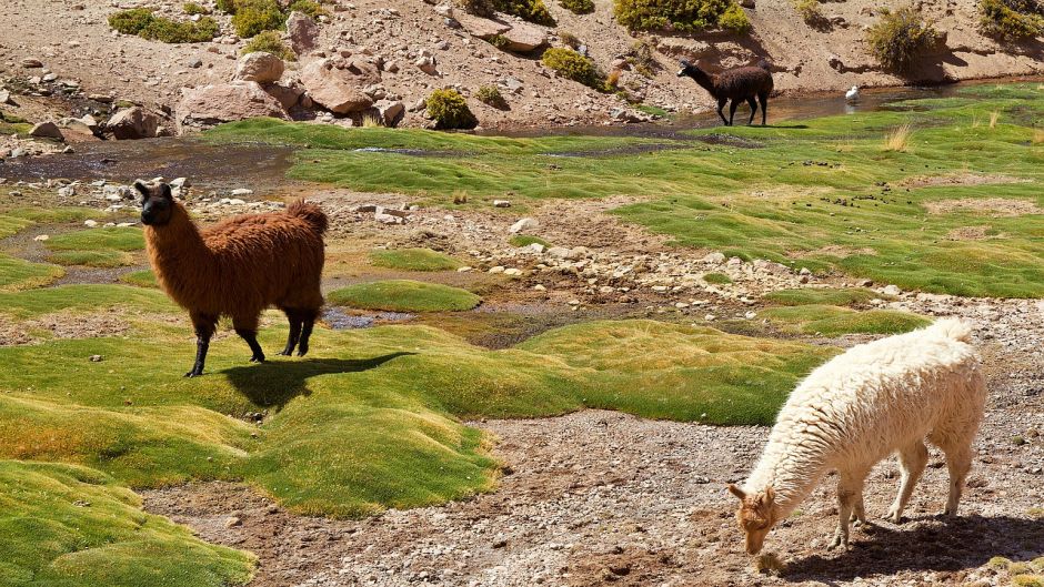 Alpaca, Guia de Fauna. RutaChile.   - BOLIVIA