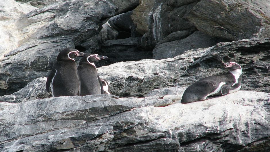 Pingüino de Humboldt tiene cabeza y cuello posterior negro. Cuello .   - COLOMBIA