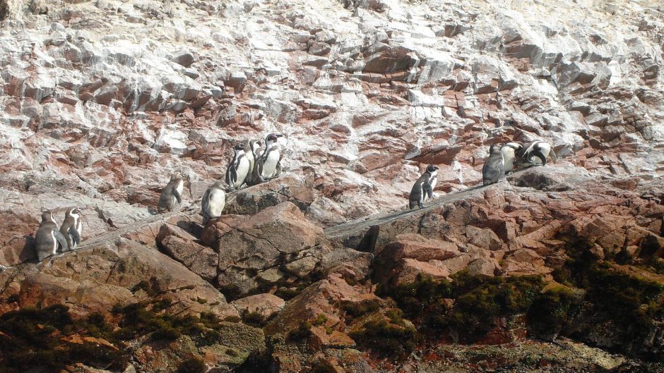 Pingüino de Humboldt tiene cabeza y cuello posterior negro. Cuello .   - 