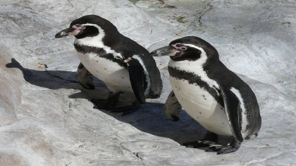 Pingüino de Humboldt tiene cabeza y cuello posterior negro. Cuello .   - 