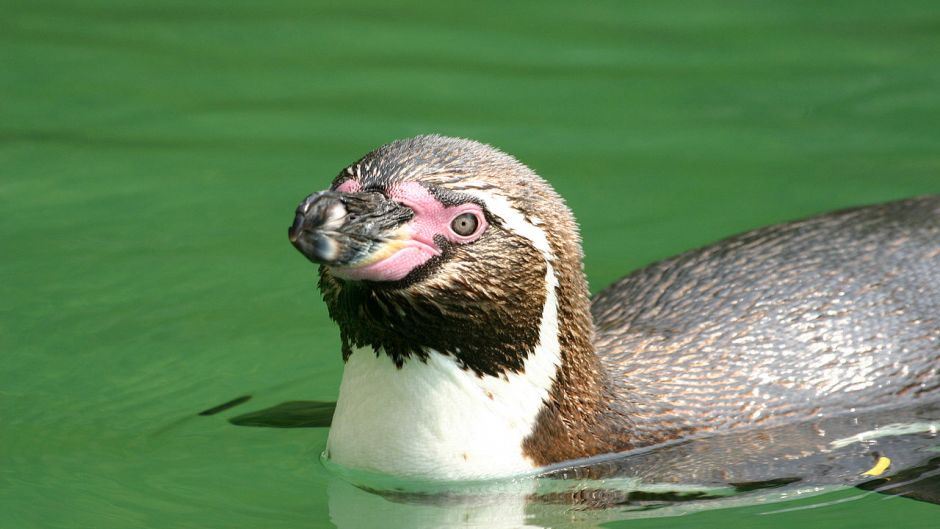 Pingüino de Humboldt tiene cabeza y cuello posterior negro. Cuello .   - CHILE