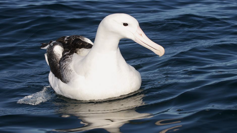 Facilmente puede ser confundido en su medio con el Albatros Errante.   - BRASIL