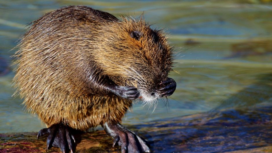 Coipo, Guia de Fauna. RutaChile.   - CHILE