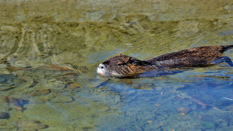 Coipo, Guia de Fauna. RutaChile.   - CHILE