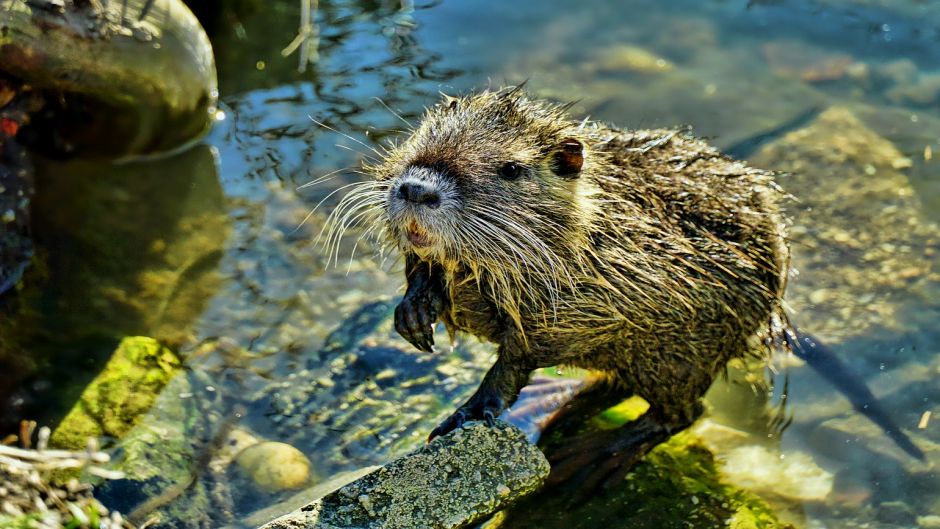 Coipo, Guia de Fauna. RutaChile.   - 