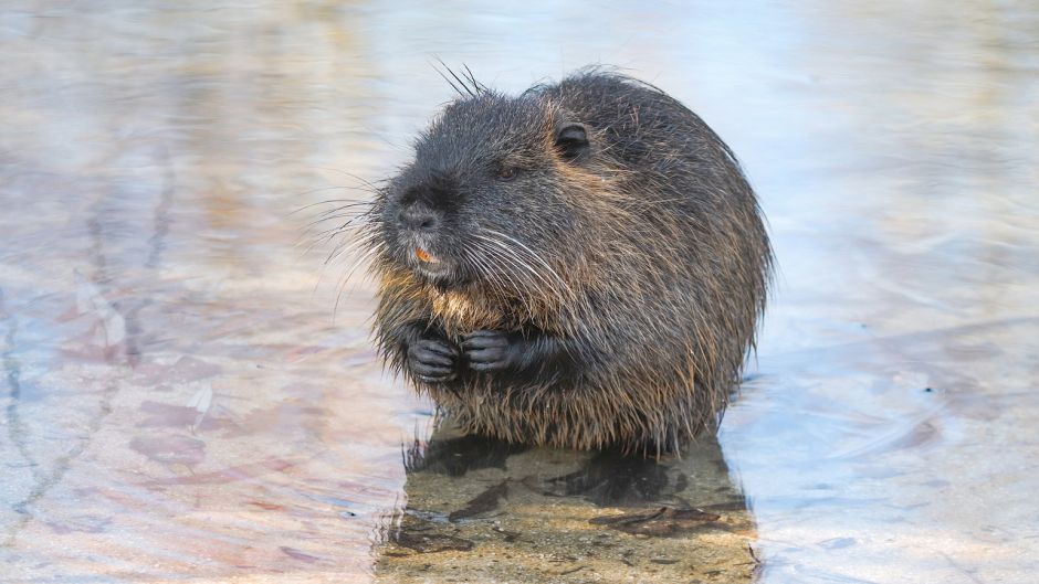 Coipo, Guia de Fauna. RutaChile.   - 