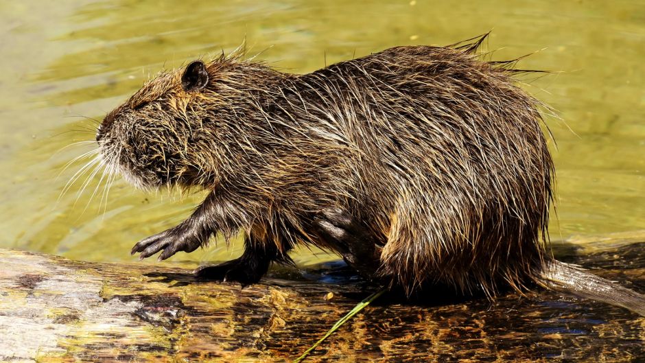 Coipo, Guia de Fauna. RutaChile.   - 