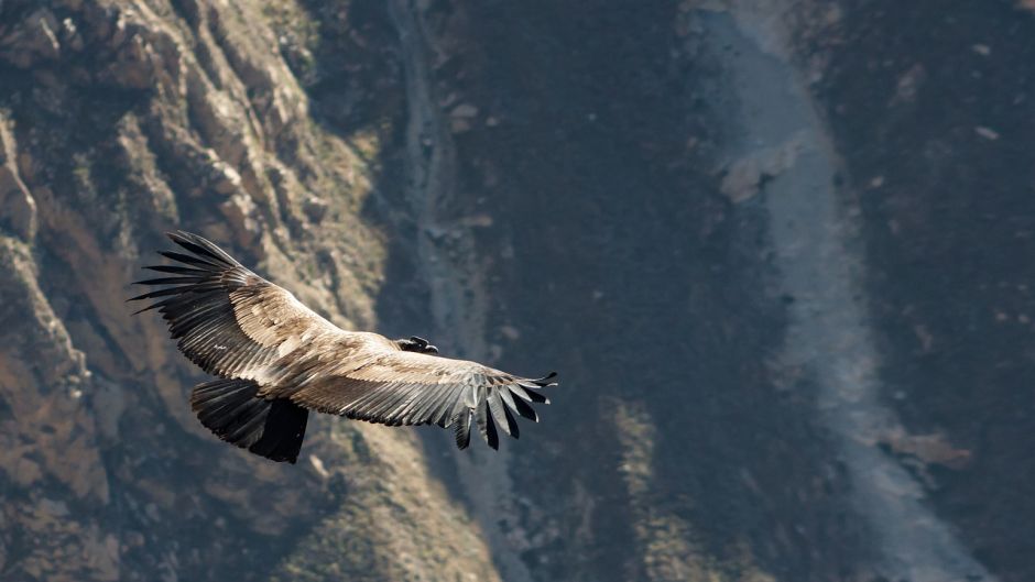 Condor, Guia de Fauna. RutaChile.   - ARGENTINA