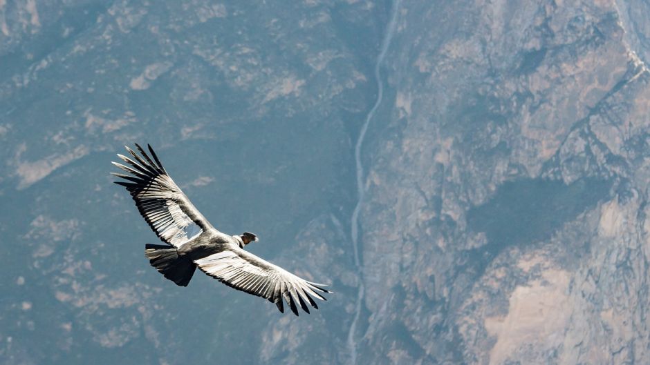 Condor, Guia de Fauna. RutaChile.   - CHILE