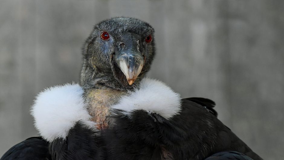 Condor, Guia de Fauna. RutaChile.   - 