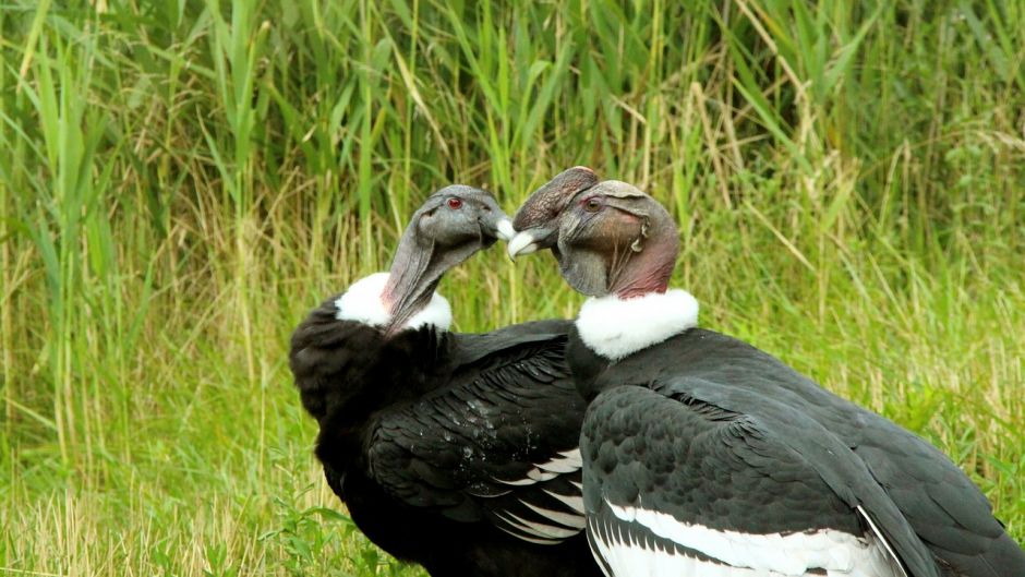 Condor, Guia de Fauna. RutaChile.   - COLOMBIA