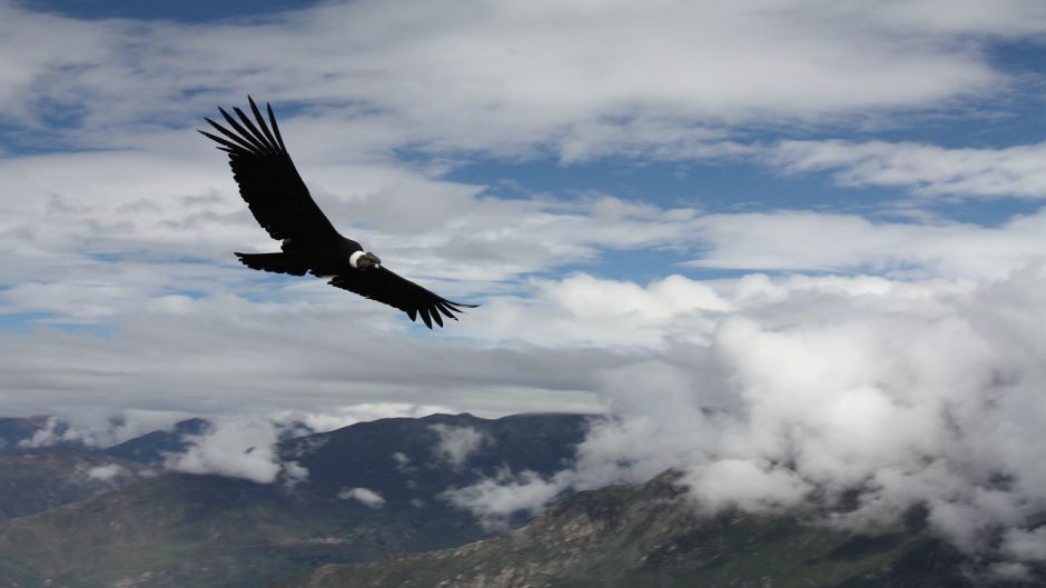 Condor, Guia de Fauna. RutaChile.   - CHILE